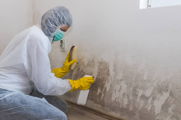 Crawl Space Mold Removal in Boles Acres, NM